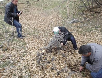 Aksaray’da Süne ve Kımıl Sayımı Yapılıyor