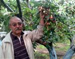 BAĞYURDU - Kuzey Yarımkürenin İlk Kirazı