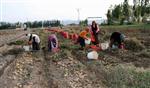 Nevşehir’de Yazlık Patates Ekimi Sürüyor