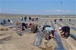NİĞDE ÜNİVERSİTESİ - Niğde’de Çilek Üretimi Yaygınlaştırılıyor