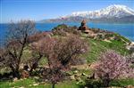 AKDAMAR ADASı - Akdamar Adası Çiçek Açtı