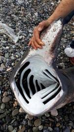 KÖPEK BALIĞI - Akdeniz'de Ağlara 200 Kilo Ağırlığında Balyoz Cinsi Köpek Balığı Takıldı