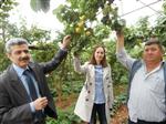 ÜÇTEPE - Erdemli'de Örtü Altı Kayısı Hasadı Başladı