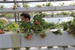 NECMİ ÇELİK - Topraksız Ortamda Osmanlı Çileği Yetiştirdi