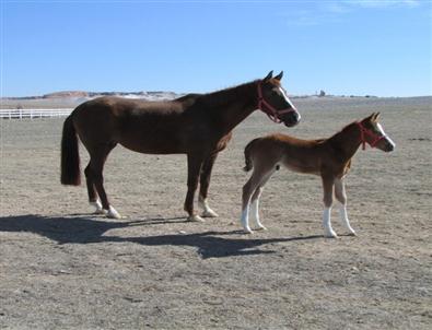 Eksişehir’de Türkiye'nin İlk ‘atlarda Suni Tohumlama’ Kursu
