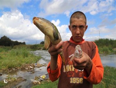 Milas'ta Toplu Balık Ölümleri