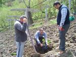 ORHAN YıLMAZ - Fındığı Söküp Kivi Bahçesi Yaptı