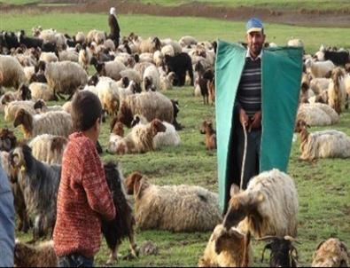 İzmir'in Sigortalı Çobanları Geliyor