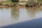 DALGIÇ POLİS - Balıkadamlar Dicle Nehri’nde Suç Aleti Aradı