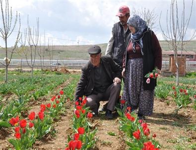 Sincan’da Lale Üretimi Her Geçen Yıl Artıyor