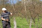 İNIŞDIBI - Zirai Dondan Etkilenmeyen Fındık Çeşidi Üreticileri Umutlandırdı
