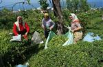 Giresun’da Yaş Çay Sezonu Açıldı