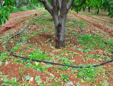 Manisa'da Çiftçiler Doludan Etkilendi