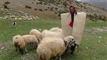 SEDAT ATEŞ - Şair Çobandan Yaylada İmza Günü