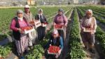 ÇİLEK HASADI - (özel Haber) Silifke’de Çilek ve Domates İhracatı Başladı