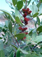 KLON - Muğla’da Sakız Ağacı Ekimi Yapılacak