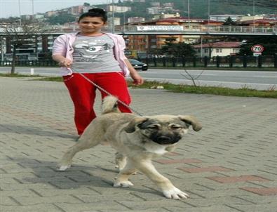 Bu Kızlar Süs Köpeği Yerine Kangal Gezdiriyor