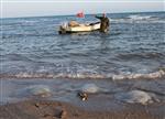 DENIZANASı - Yumurtalık'ta Denizanaları Sahile Vurdu