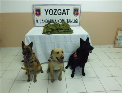 Sorgun’da 4 Kilo Esrar Ele Geçirildi