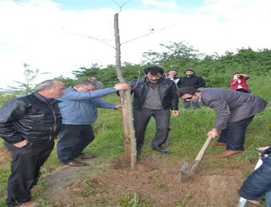 3 Fidan İçin 3 Fidan Diktiler
