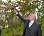 TARIM SİGORTASI - Tzob Başkanı Bayraktar, Fındık Bahçesinde İnceleme Yaptı