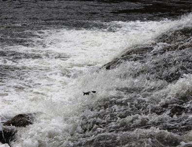 İnci Kefali Balığının Muhteşem Göçü