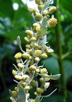 ÇAY KAŞIĞI - Pelin Otu Parazit Düşmanı