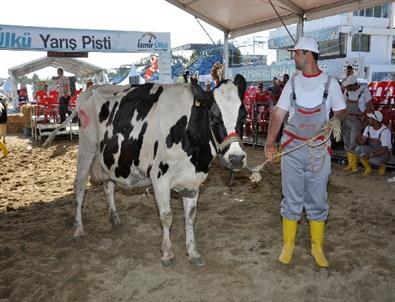 İzmir'in En Güzel İneği 'Karbeyaz” Oldu