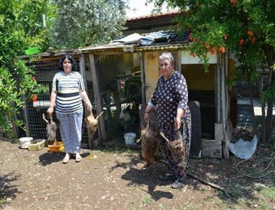 Sokak Köpekleri Tavukları Telef Etti