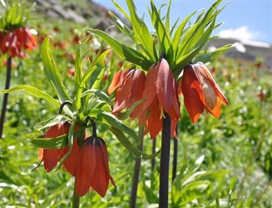Kato Dağı'nda Silah Sesi Yerine Festival Hazırlıkları