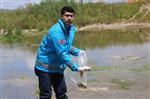 ÖLÜ BALIK - Milas'ta Deredeki Kirlilik Balıkları Öldürdü