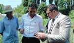 LALE SOĞANI - (özel Haber) Zonguldak’ta İlk Defa Üretilen Lale Soğanlarının Sökümü Yapıldı