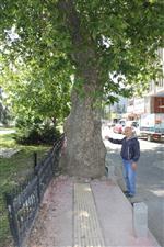 OSMAN DEMIR - Özürlü Kaldırım