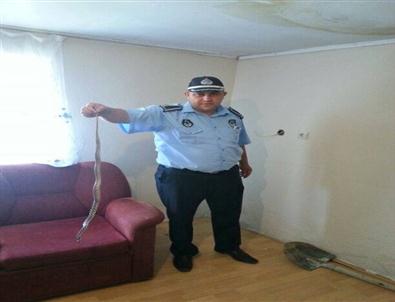 Denizli'de Zabıtadan Yılan Operasyonu