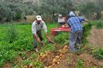 TARIM ÜRÜNÜ - Milas'ta Çiftçinin Yeni Alternatifi Açıklaması
