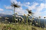 ANAMAS DAĞı - Anamas’ta Baharın Son Esintileri