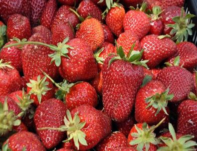 Tütün Tarlaları Vitamin Deposuna Döndü