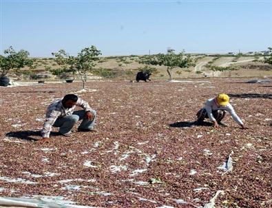 Gtb Başkanı Ahmet Tiryakioğlu Fıstık İçin Uyardı!