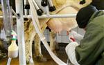 SÜT ÜRETİMİ - (özel Haber) Aksaray’da Günlük 589 Ton Süt Üretiliyor