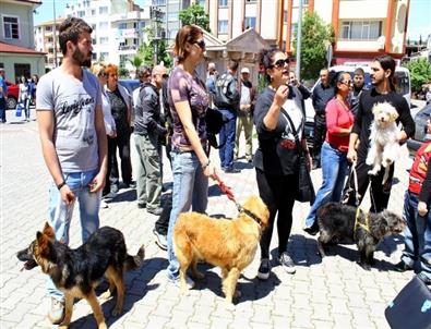 Kayıp Sokak Köpekleri İçin Toplandılar
