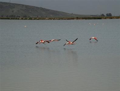 Yabancılar Kuş Cennetini Temizleyecek