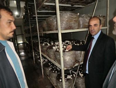 Düzce’de 136 Ton Mantar Üretiliyor