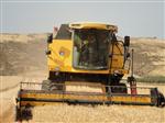 Kırıkhan'da Sezonun İlk Buğday Hasadı Yapıldı