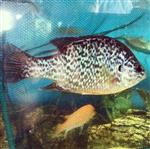 DOĞA FOTOĞRAFÇISI - Karacabey’de Oltaya Amerikan Balığı Takıldı