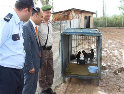 Beyşehir’de Köpek Barınağı Oluşturuldu