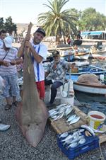 KEMANE BALIĞI - Foça'lı Balıkçılar Dev Kemane Balığı Yakaladı