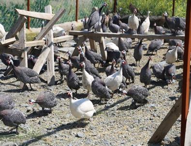 Yozgat’ta Kene İle Mücadelede İçin 2 Bin Beç Tavuğu Üretiliyor