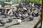 KONGO - Yozgat’ta Kene İle Mücadelede İçin 2 Bin Beç Tavuğu Üretiliyor