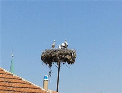 Balık Ölümleri Leylek Yavrularını Aç Bıraktı