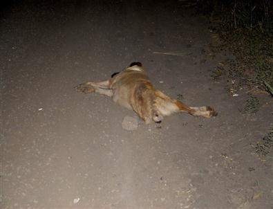 Siverek’te Motosiklet Kazası Açıklaması